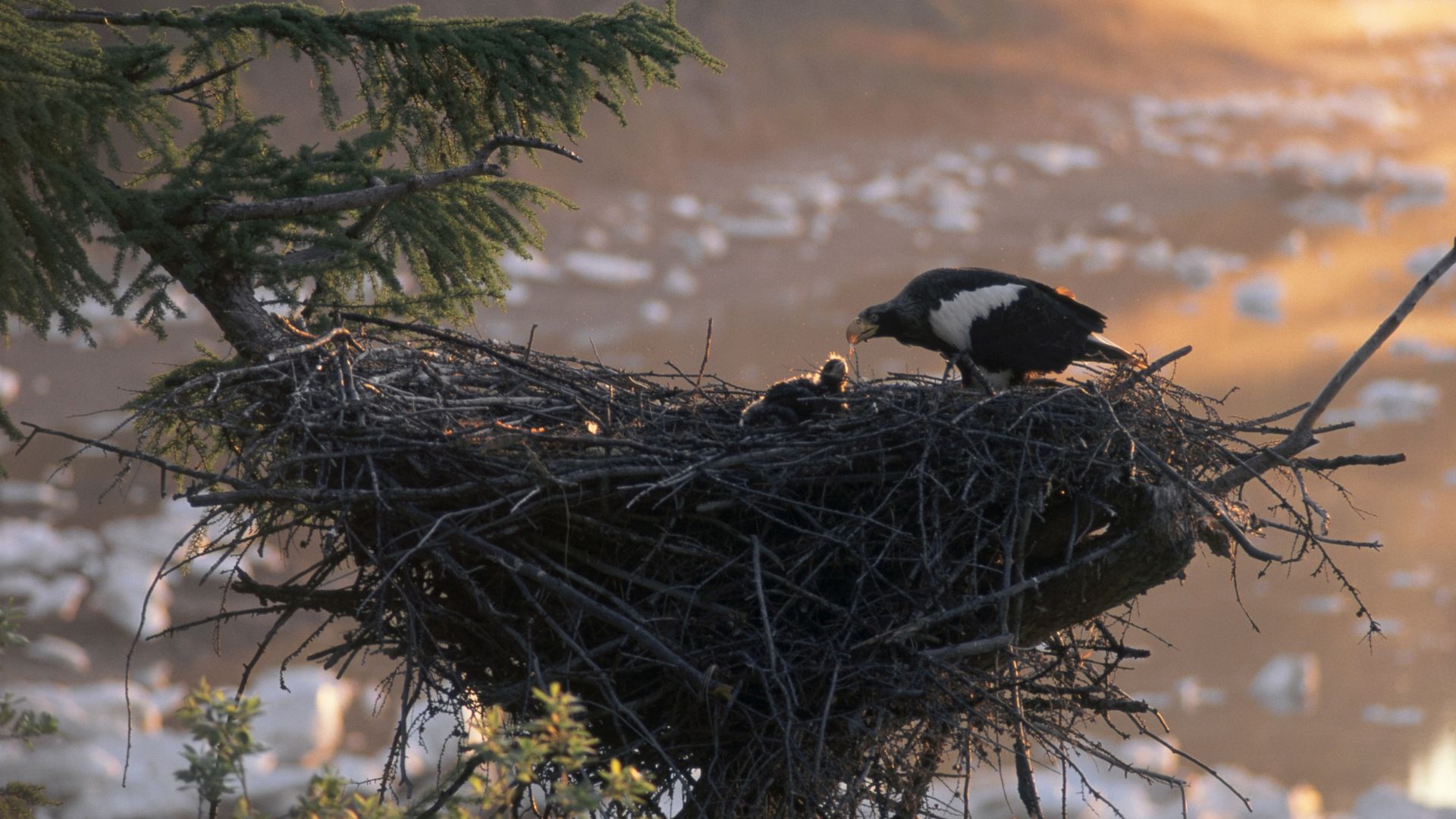 Stellers zeearend - Haliaeetus pelagicus