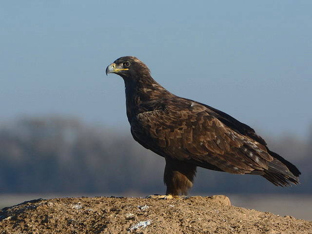 Steppearend - Aquila nipalensis