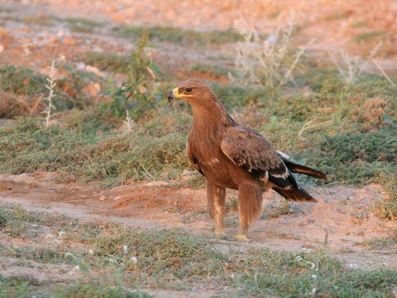 Steppearend - Aquila nipalensis