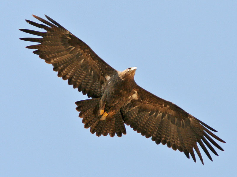 Steppearend - Aquila nipalensis