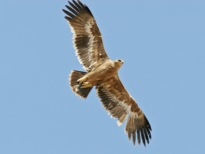 Steppearend - Aquila nipalensis