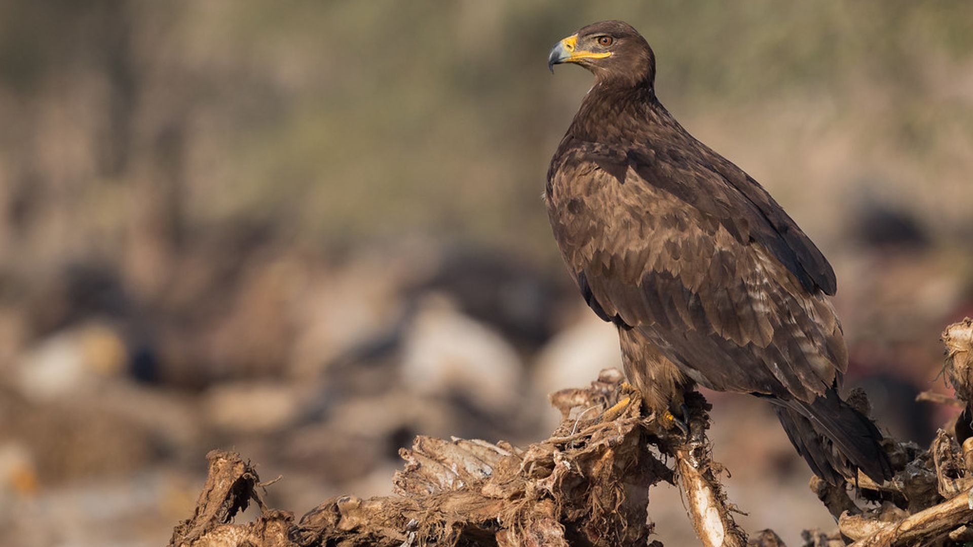 Steppearend - Aquila nipalensis