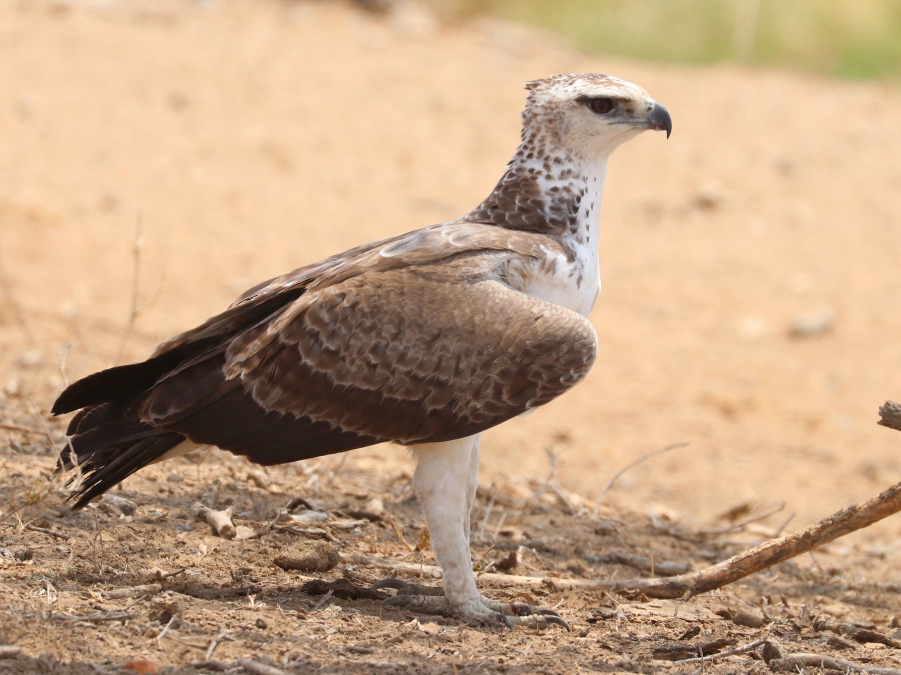 Vechtarend - Polemaetus bellicosus