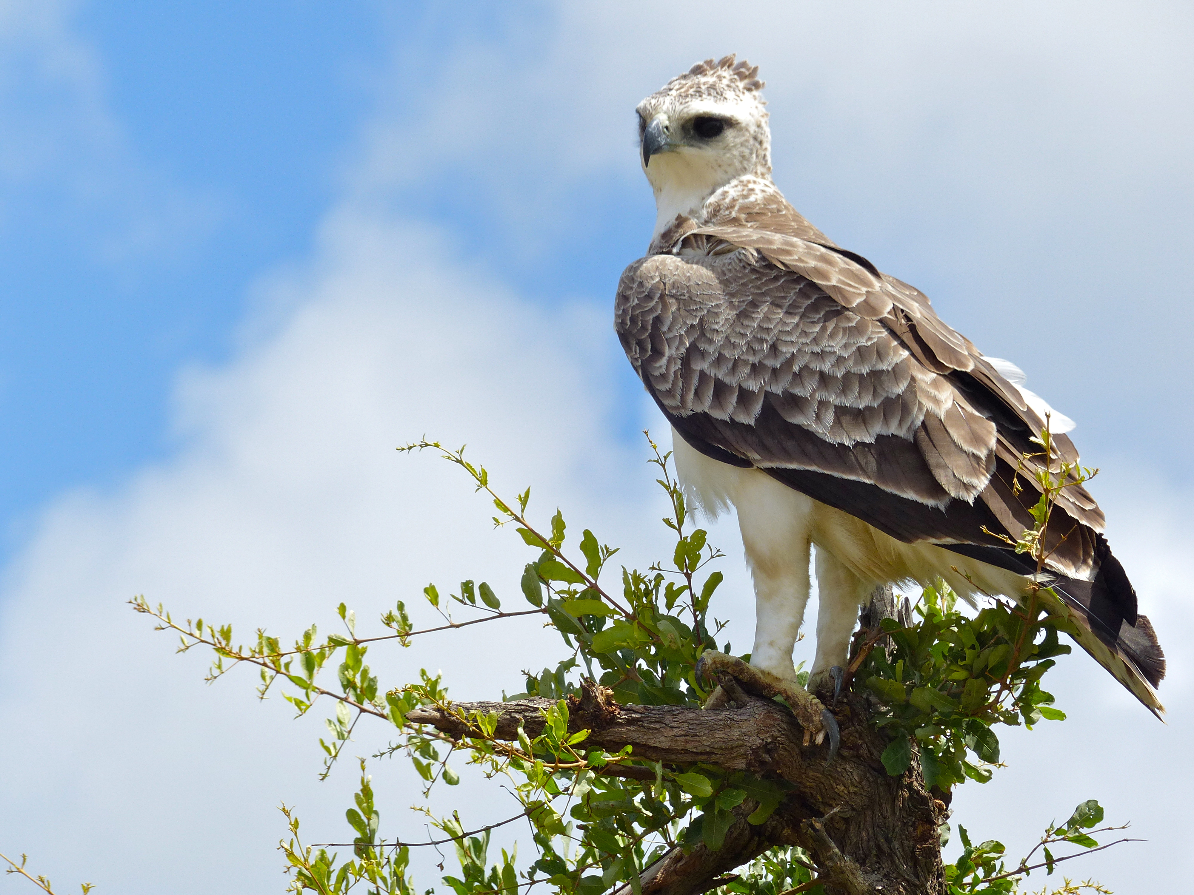 Vechtarend - Polemaetus bellicosus