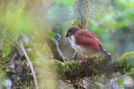Vlekstaartsperwer - Accipiter trinotatus