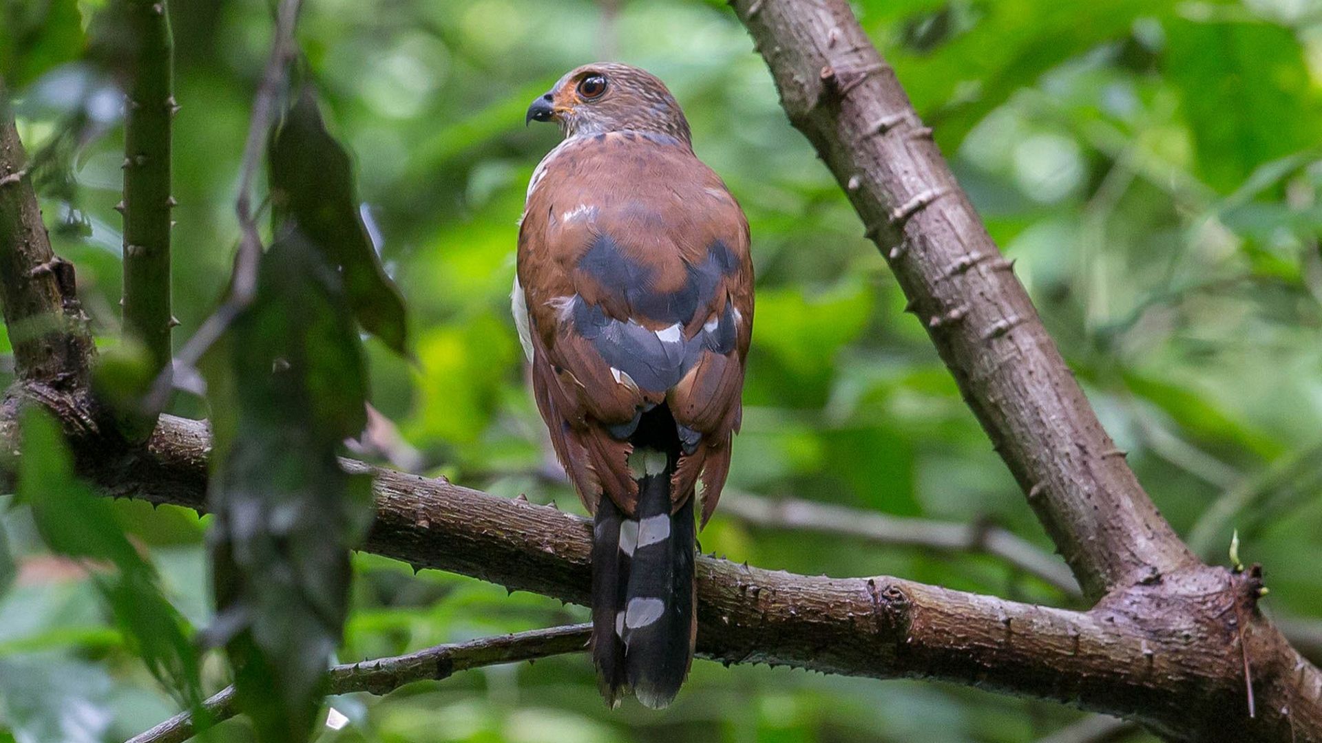 Vlekstaartsperwer - Accipiter trinotatus
