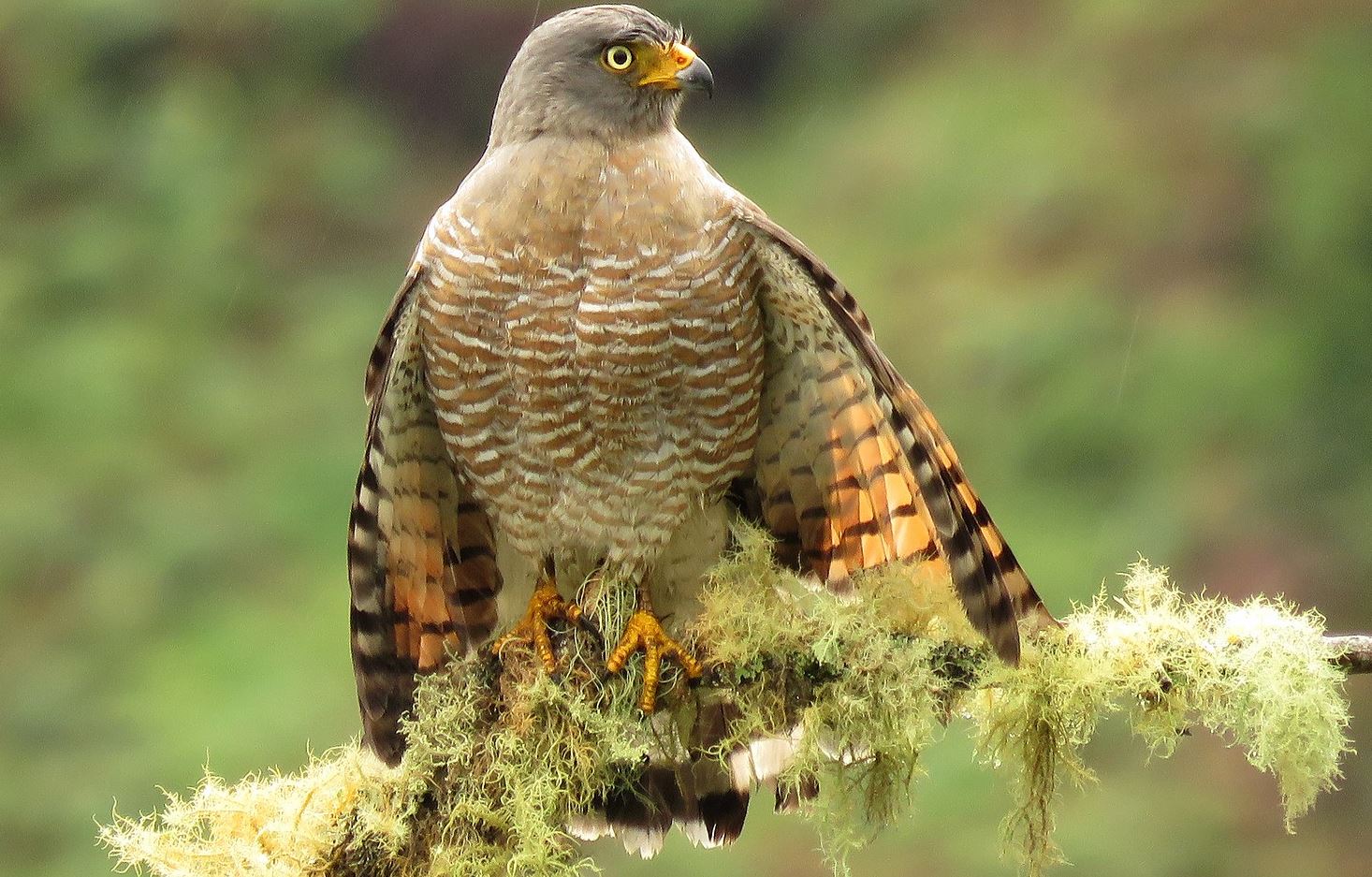 Wegbuizerd - Rupornis magnirostris