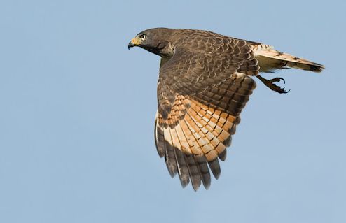 Wegbuizerd - Rupornis magnirostris