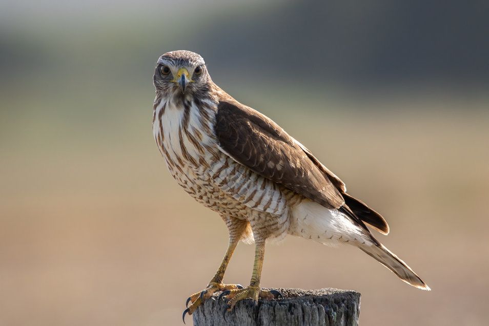 Wegbuizerd - Rupornis magnirostris