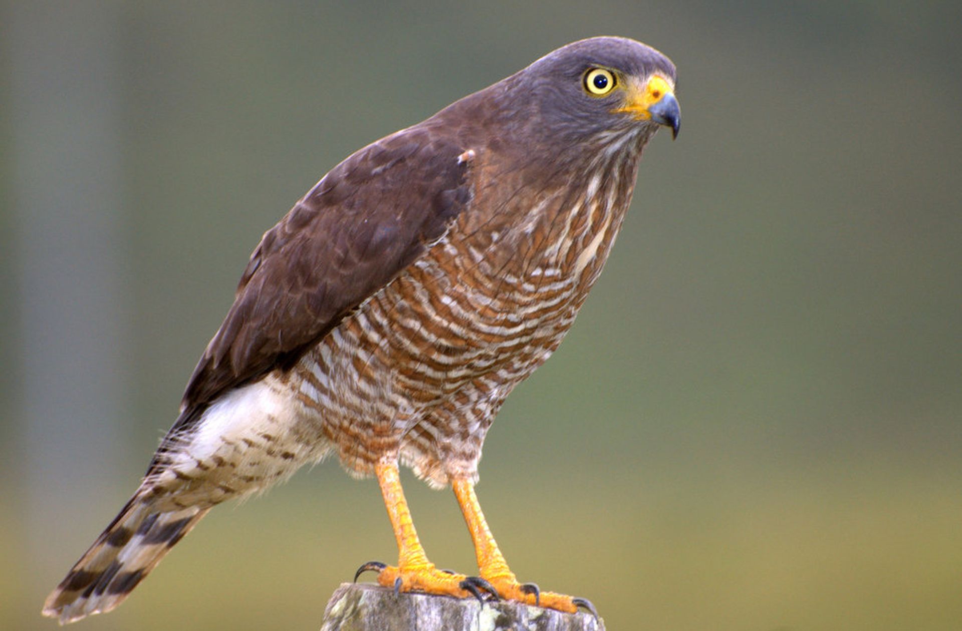 Wegbuizerd - Rupornis magnirostris