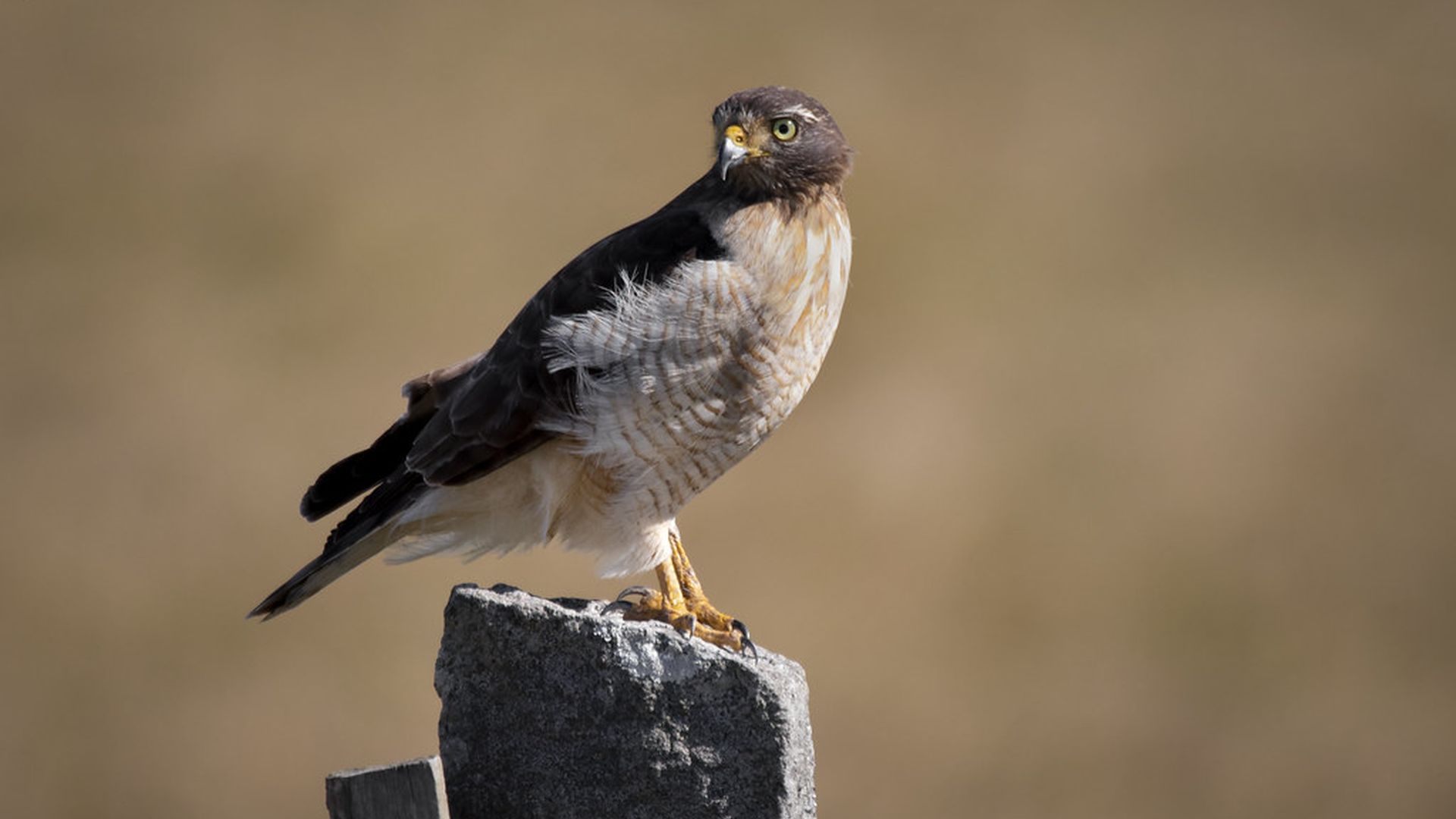 Wegbuizerd - Rupornis magnirostris