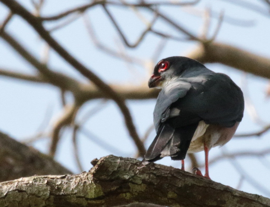 West-Afrikaanse dwergsperwer - Accipiter erythropus