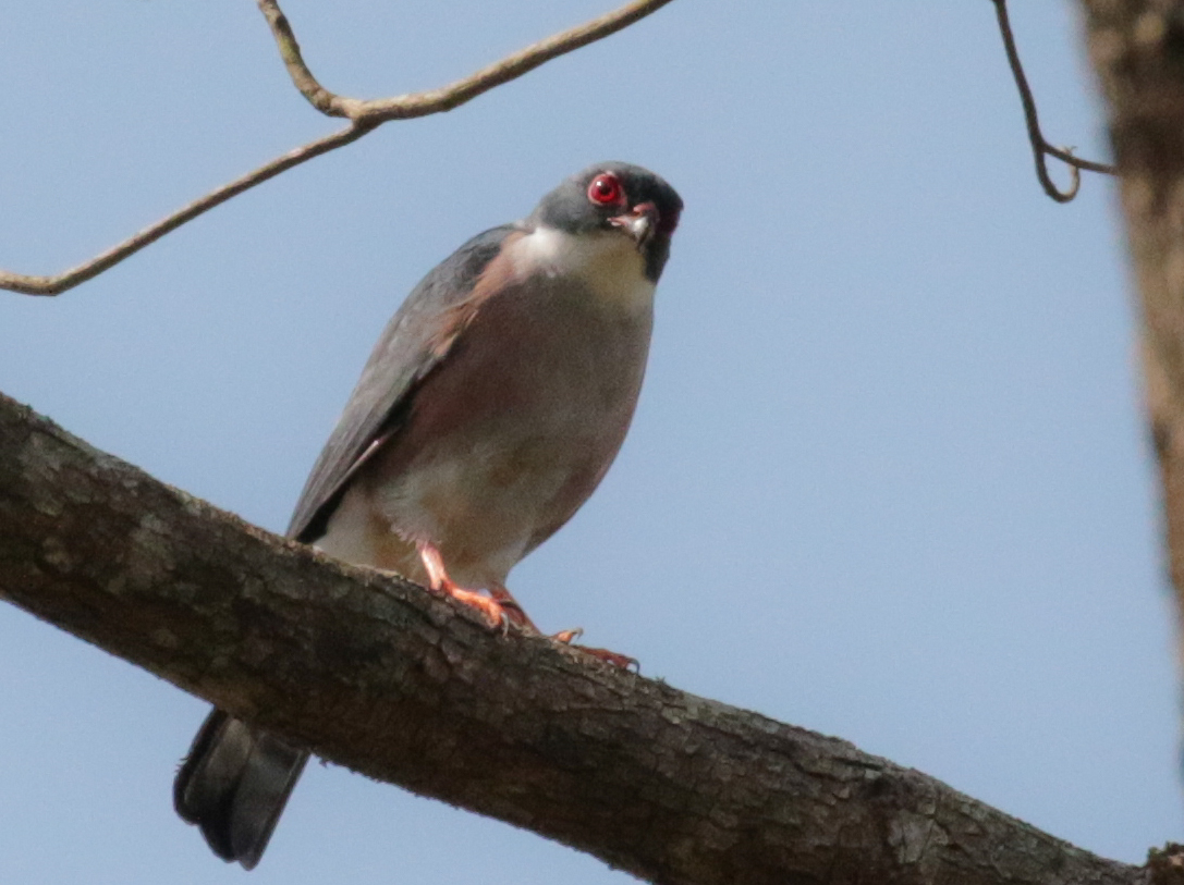 West-Afrikaanse dwergsperwer - Accipiter erythropus