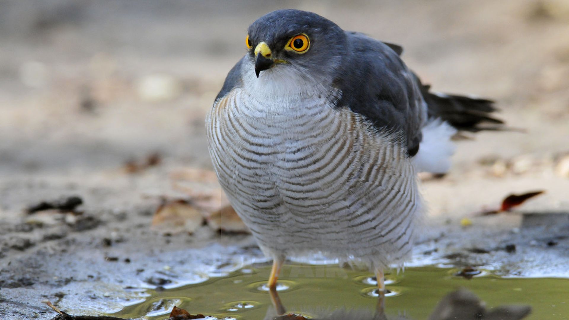 West-Afrikaanse dwergsperwer - Accipiter erythropus