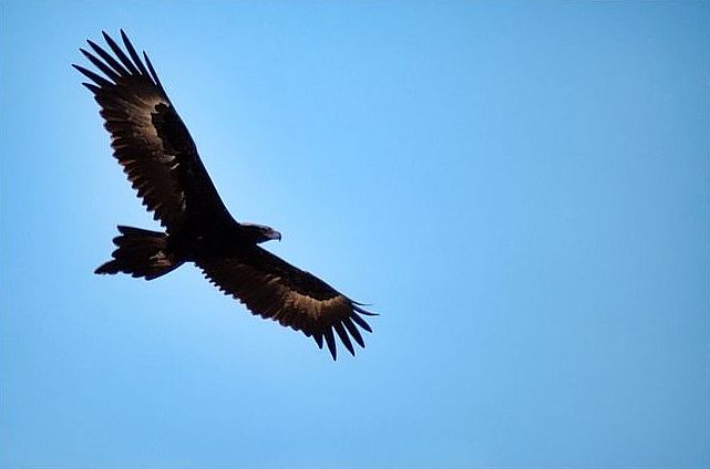 Wigstaartarend - Aquila audax