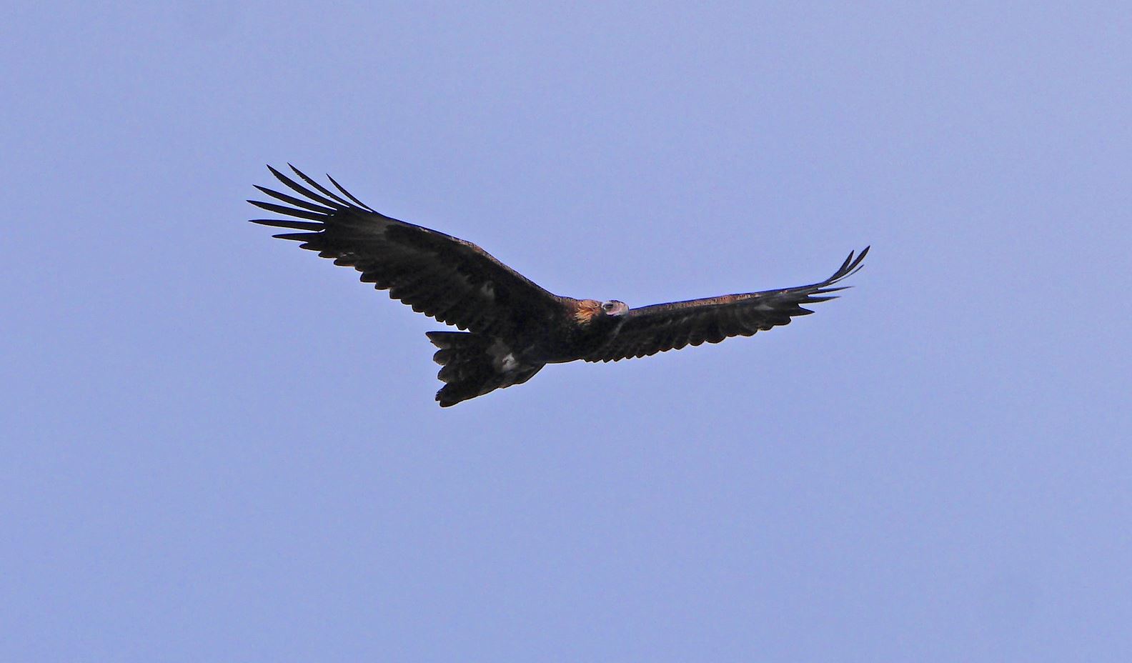 Wigstaartarend - Aquila audax