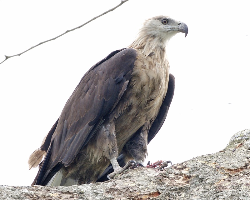 Witband zeearend - Haliaeetus leucoryphus