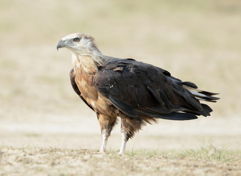 Witband zeearend - Haliaeetus leucoryphus