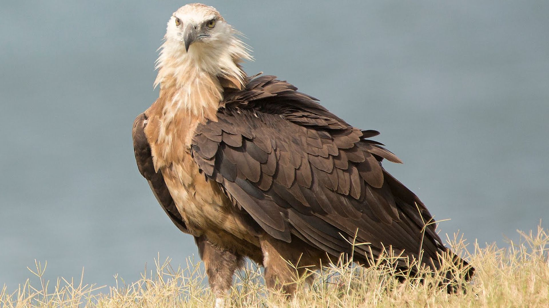 Witband zeearend - Haliaeetus leucoryphus