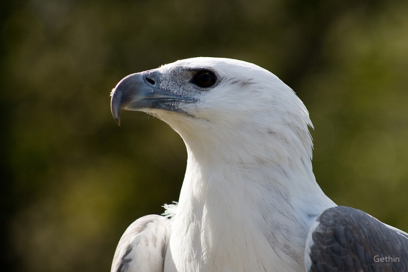 Witbuik zeearend - Haliaeetus leucogaster