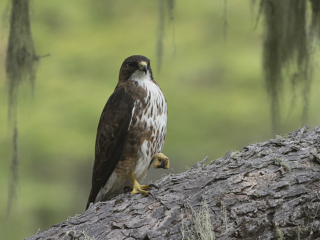 Witkeelbuizerd - Buteo albigula