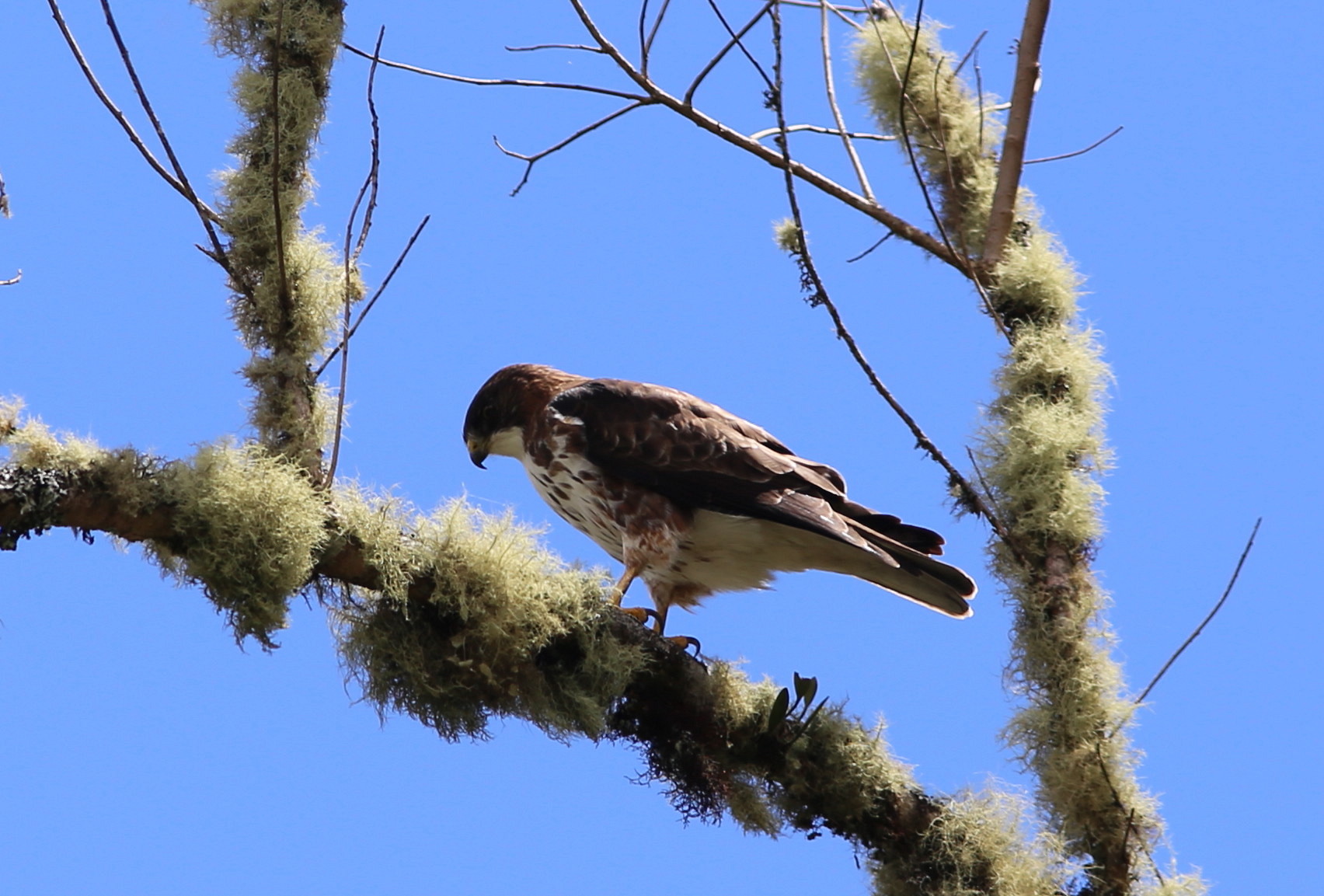 Witkeelbuizerd - Buteo albigula