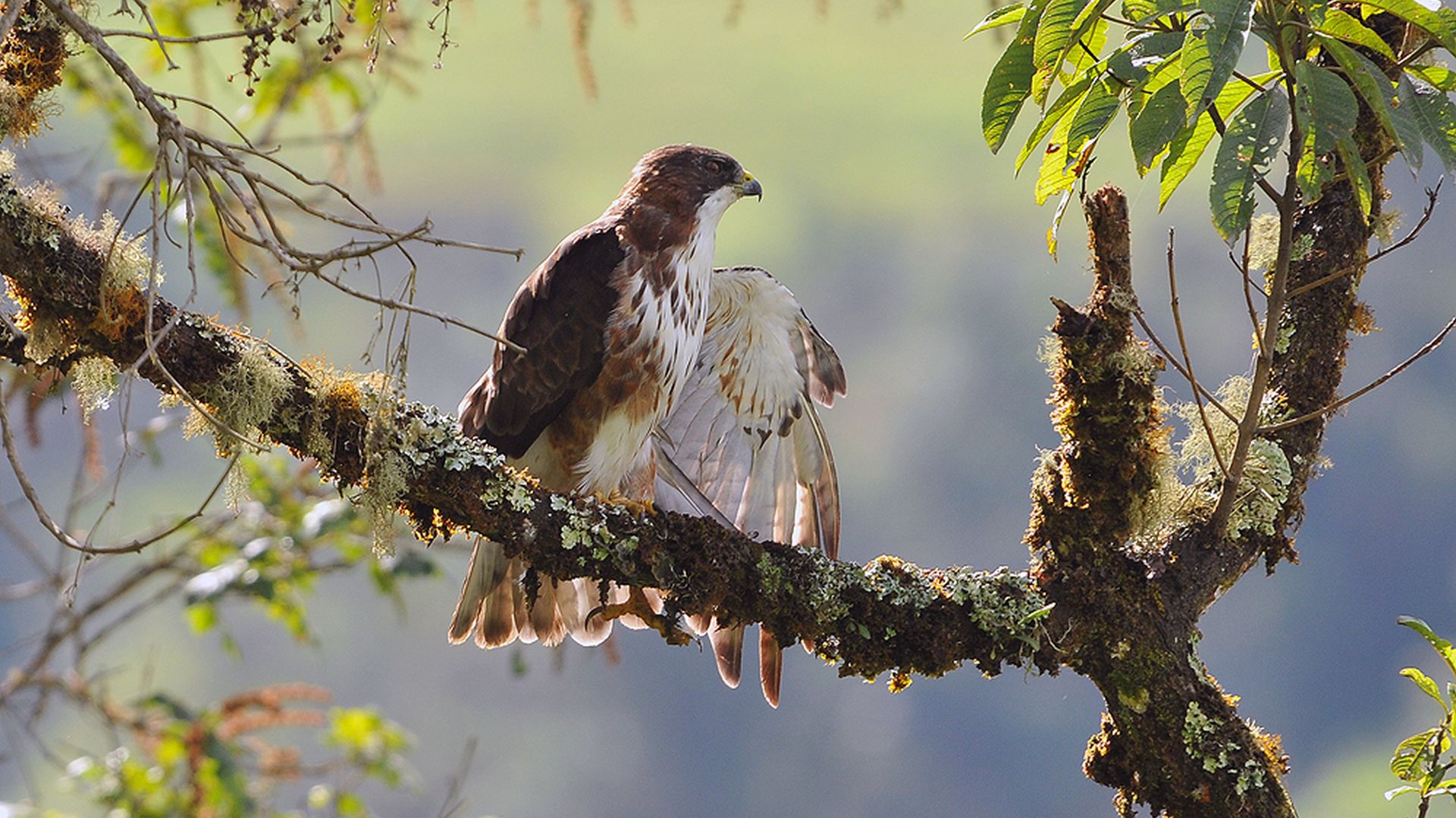 Witkeelbuizerd - Buteo albigula