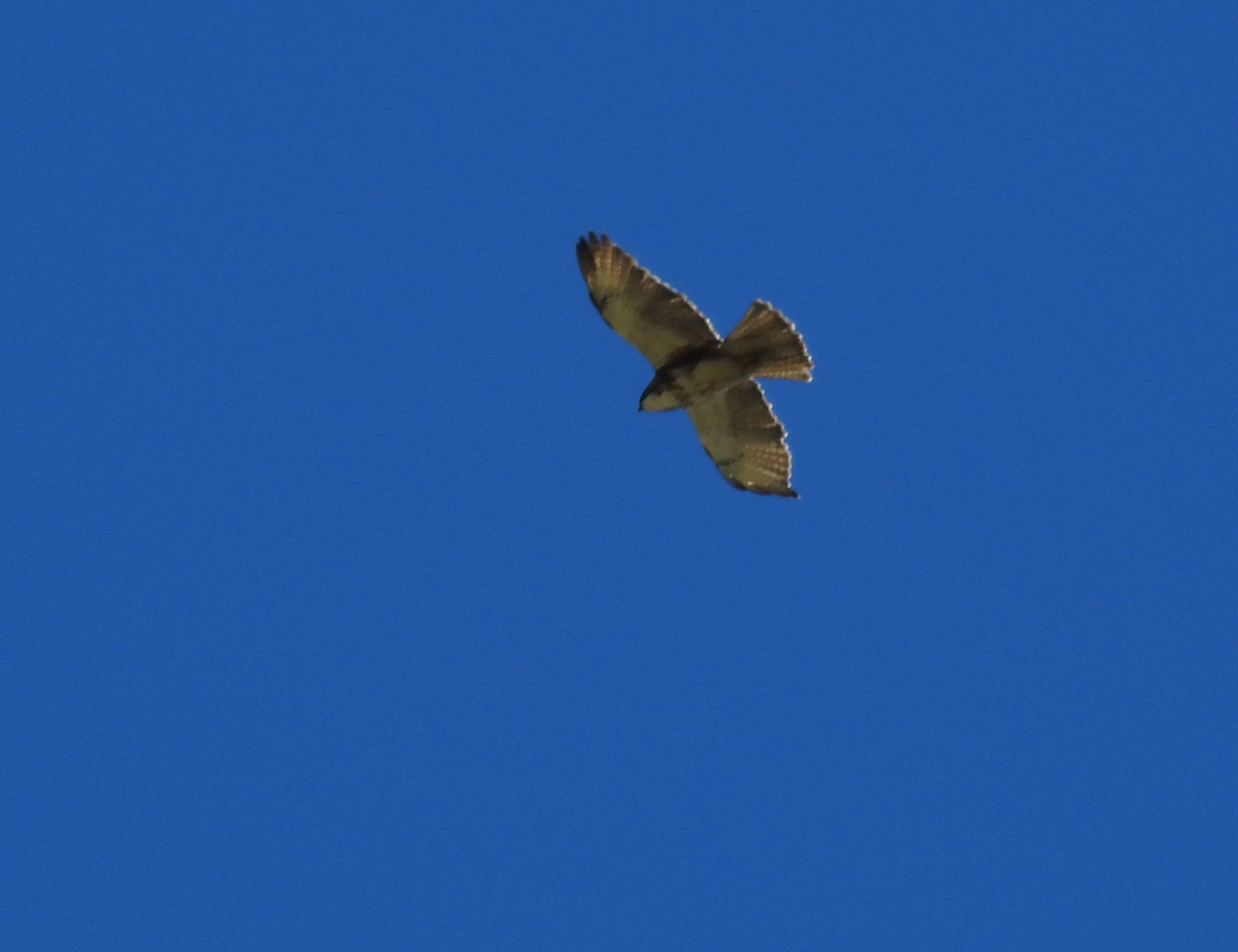 Witkeelbuizerd - Buteo albigula