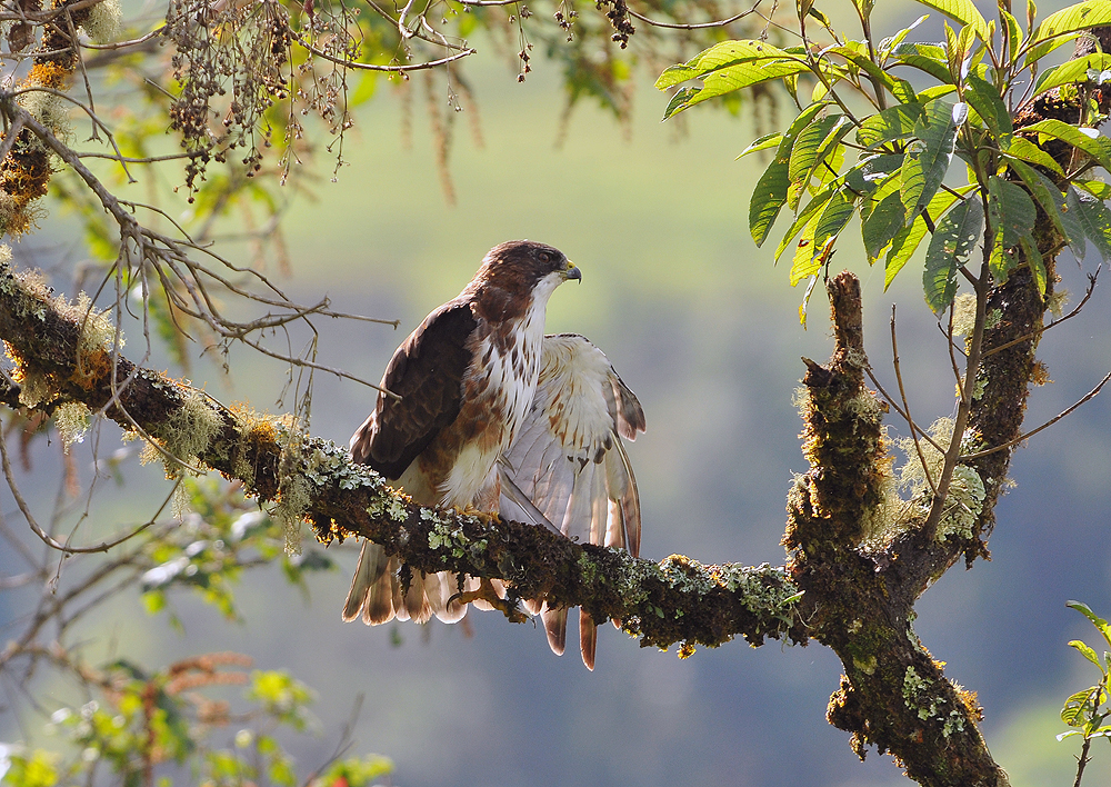 Witkeelbuizerd - Buteo albigula