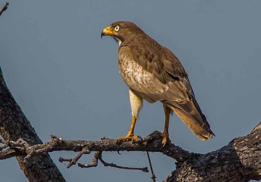 Witoogbuizerd - Butastur teesa