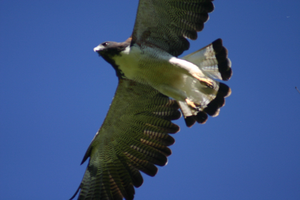 Witstaartbuizerd - Geranoaetus albicaudatus