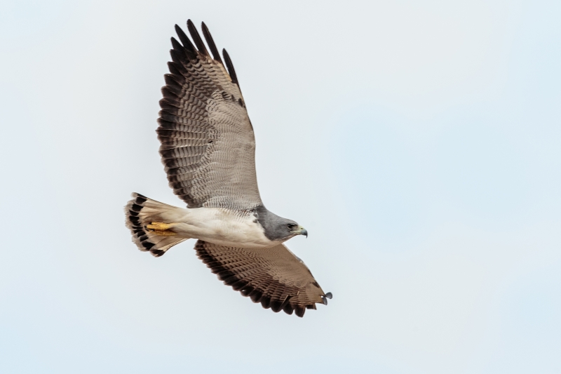 Witstaartbuizerd - Geranoaetus albicaudatus