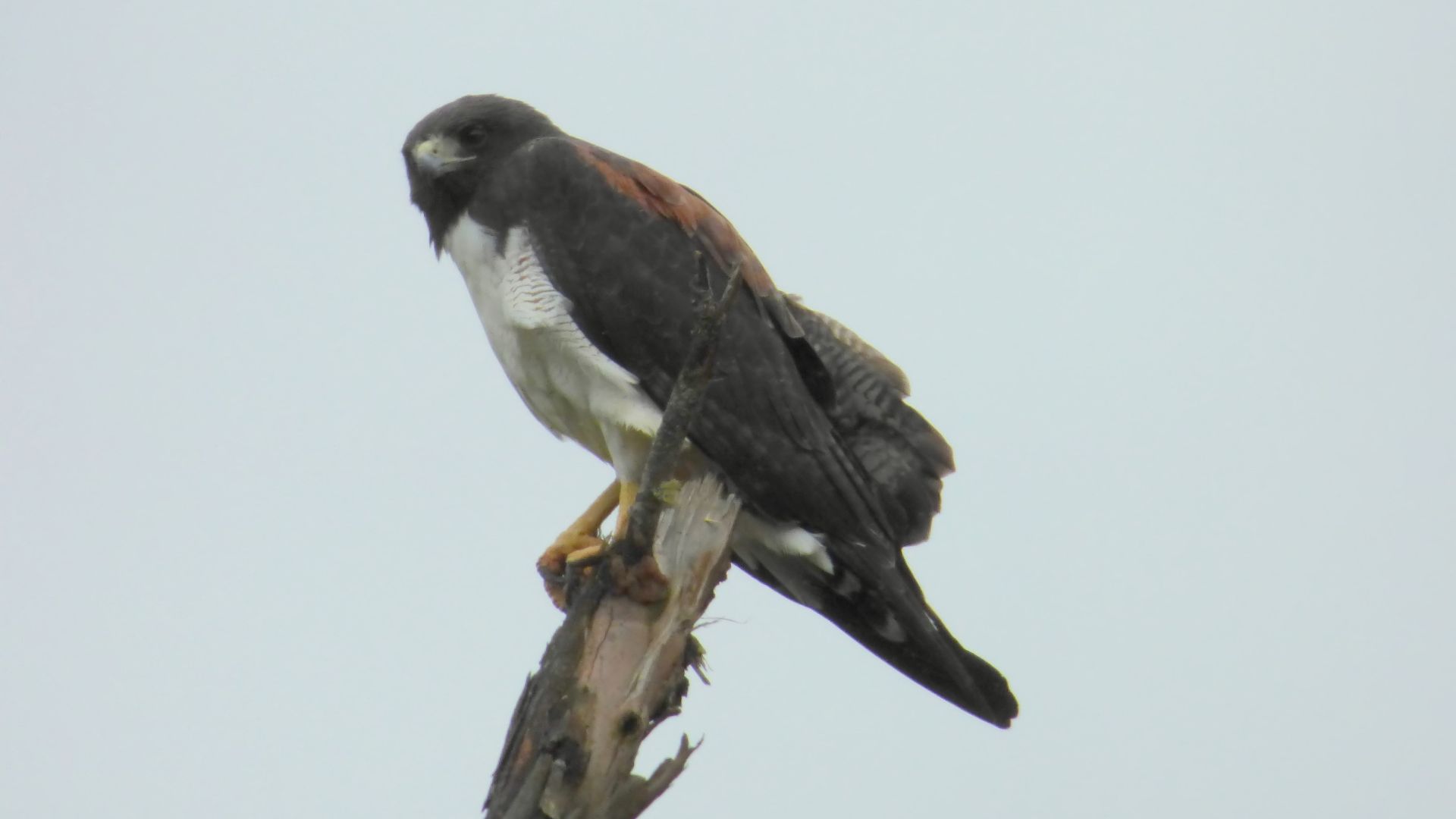 Witstaartbuizerd - Geranoaetus albicaudatus