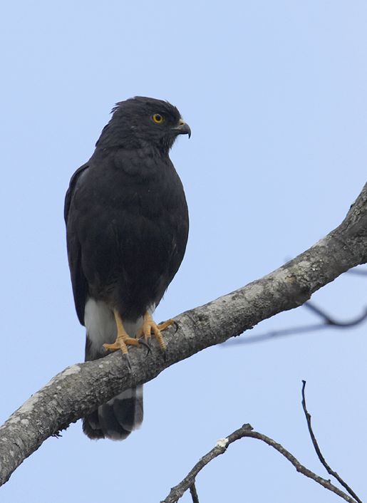 Witstuitbuizerd - Parabuteo leucorrhous