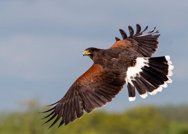 Woestijnbuizerd - Parabuteo unicinctus