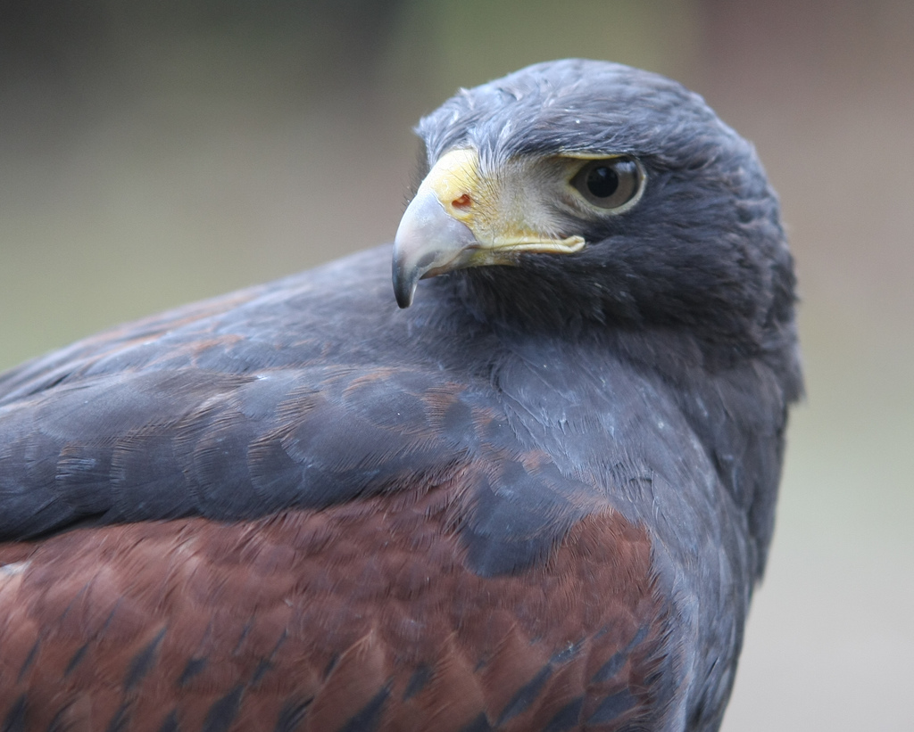 Woestijnbuizerd - Parabuteo unicinctus