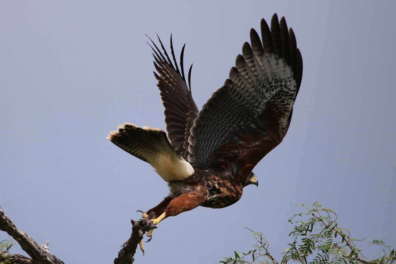 Woestijnbuizerd - Parabuteo unicinctus