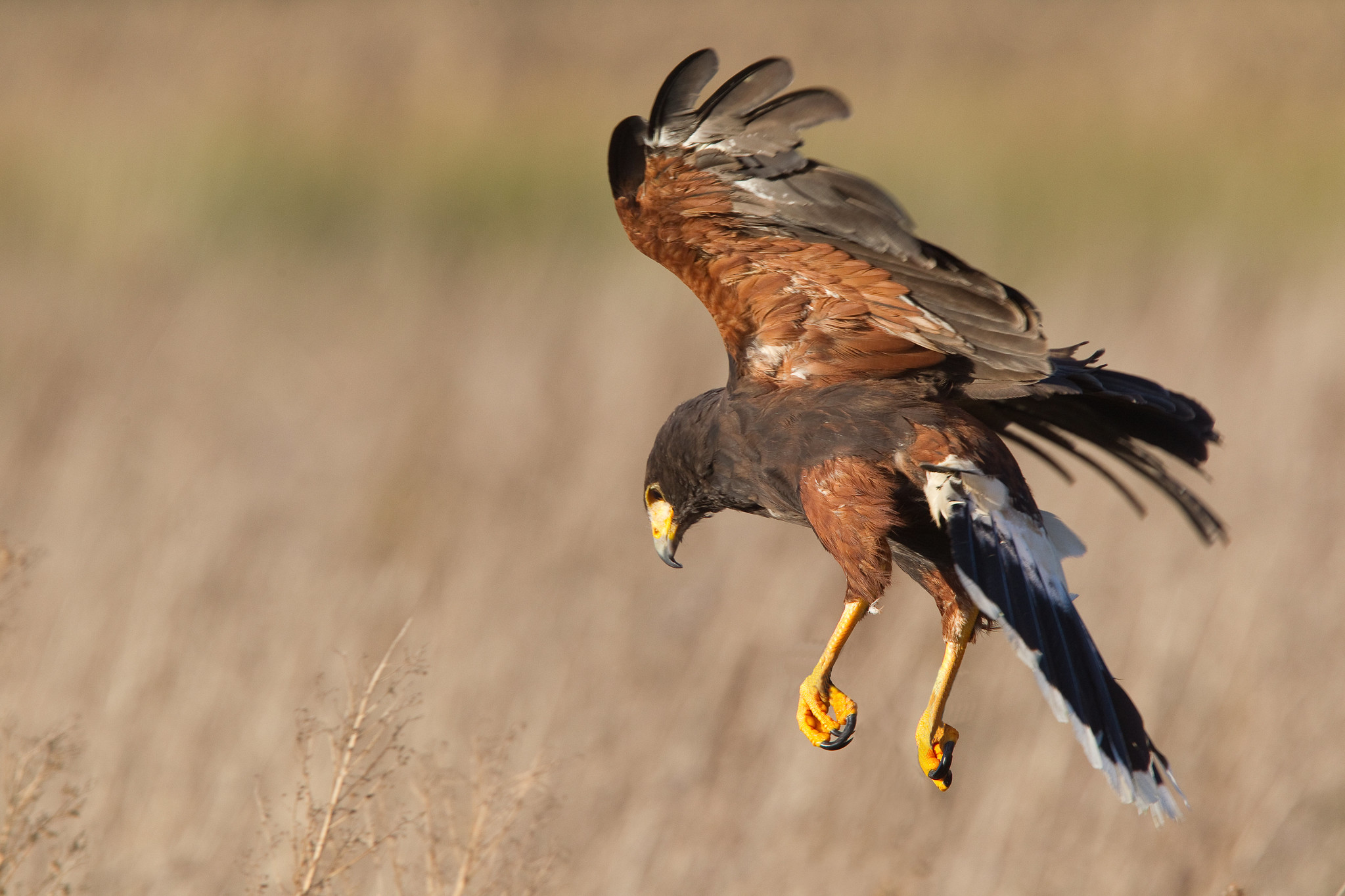 Woestijnbuizerd - Parabuteo unicinctus