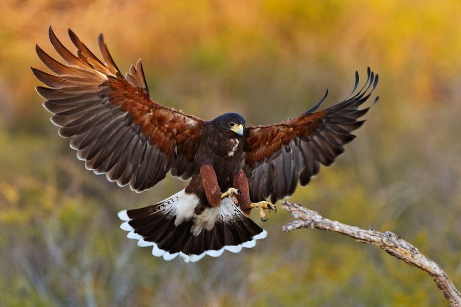 Woestijnbuizerd - Parabuteo unicinctus