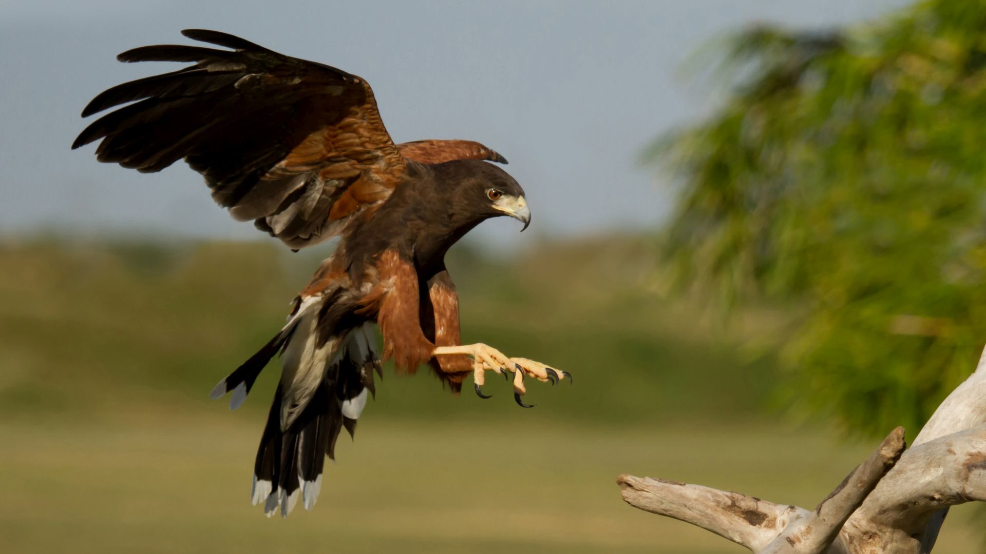 Woestijnbuizerd - Parabuteo unicinctus