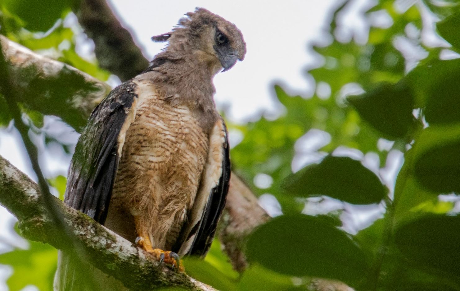 Wurgarend - Morphnus guianensis