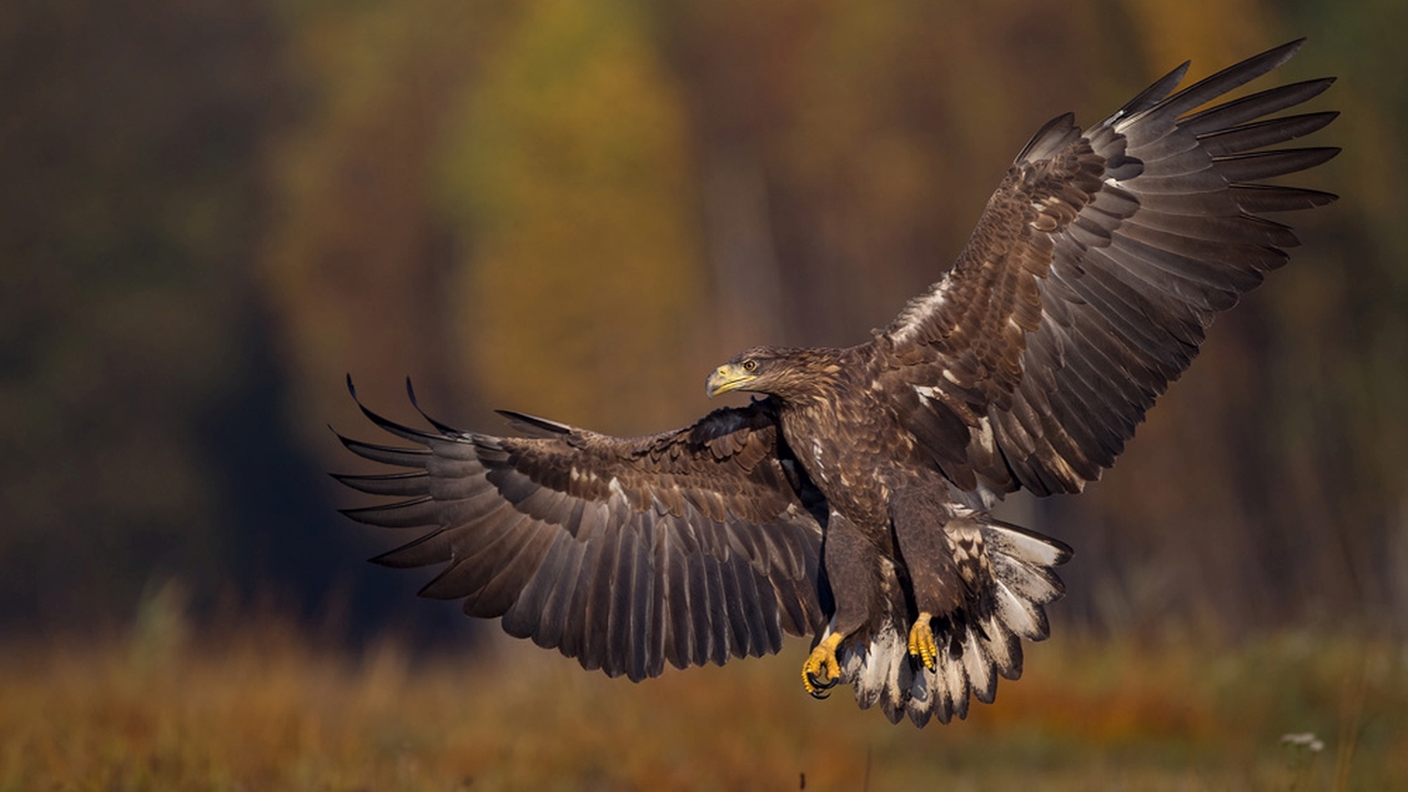 Zeearend - Haliaeetus albicilla