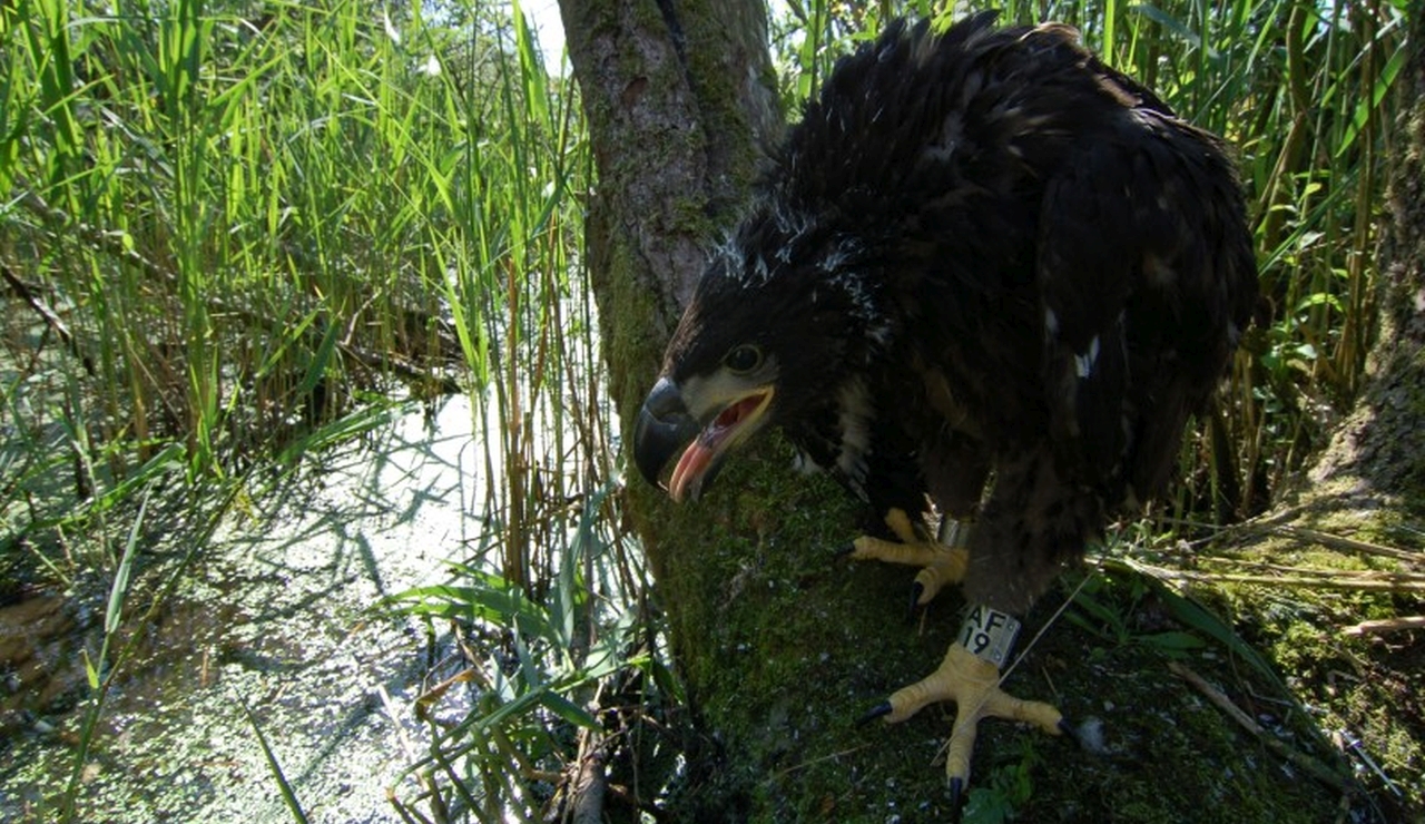 Zeearend - Haliaeetus albicilla