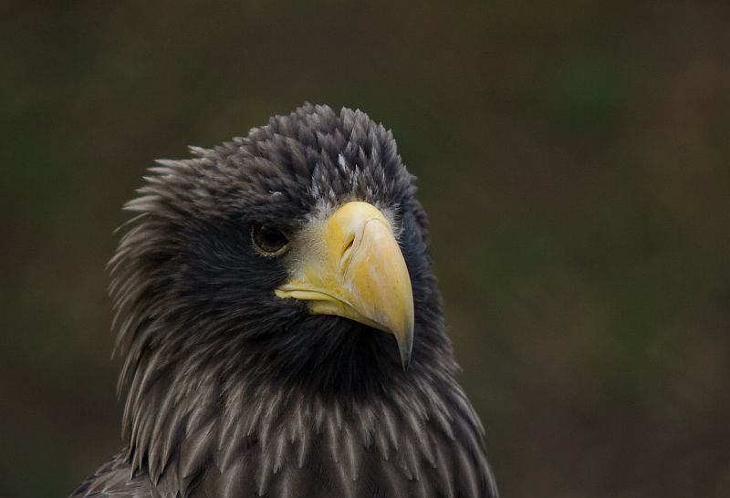 Zeearend - Haliaeetus albicilla