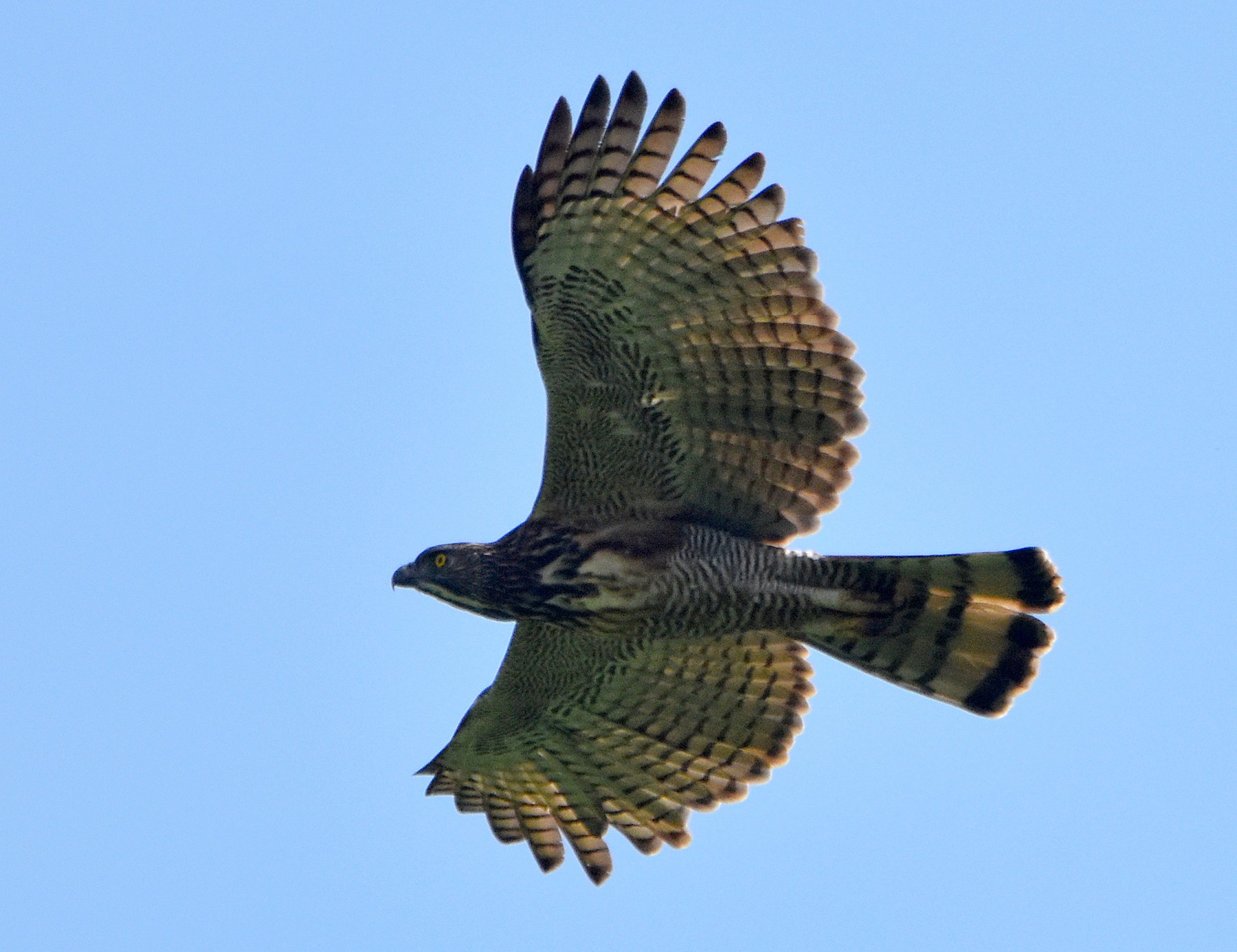 Zuid-Filippijnse kuifarend - Nisaetus pinskeri