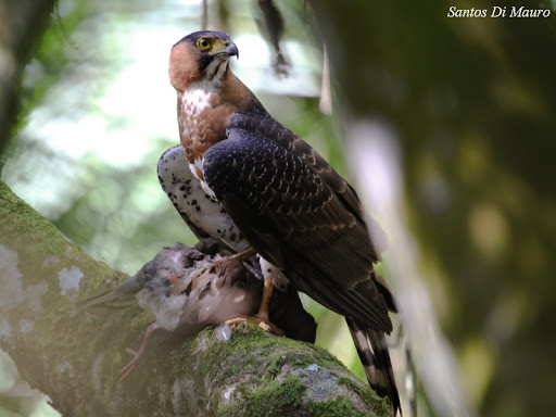 Zuid-Amerikaanse havik - Accipiter poliogaster
