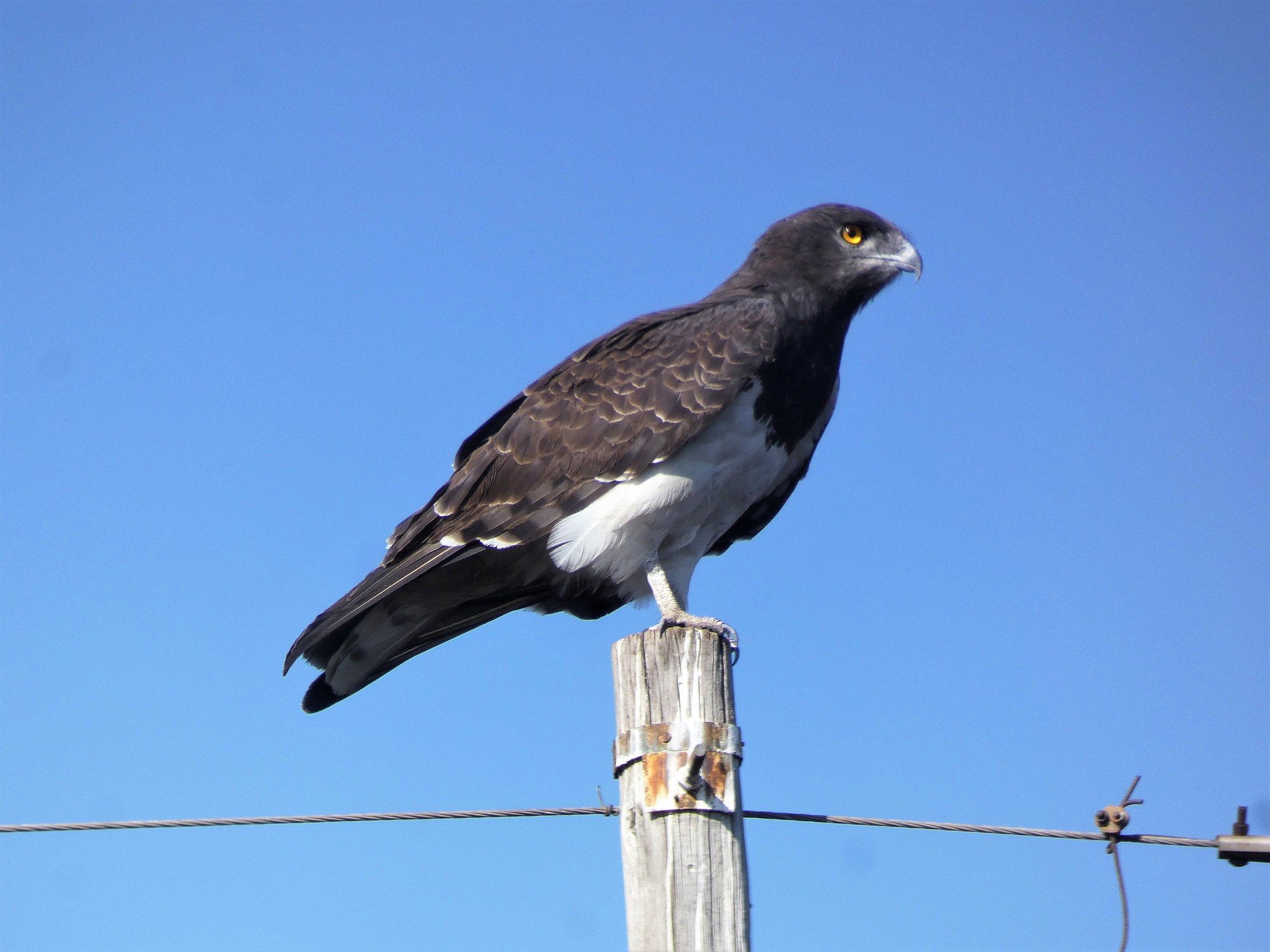 Zwartborst slangenarend - Circaetus pectoralis