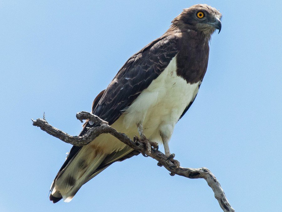 Zwartborst slangenarend - Circaetus pectoralis