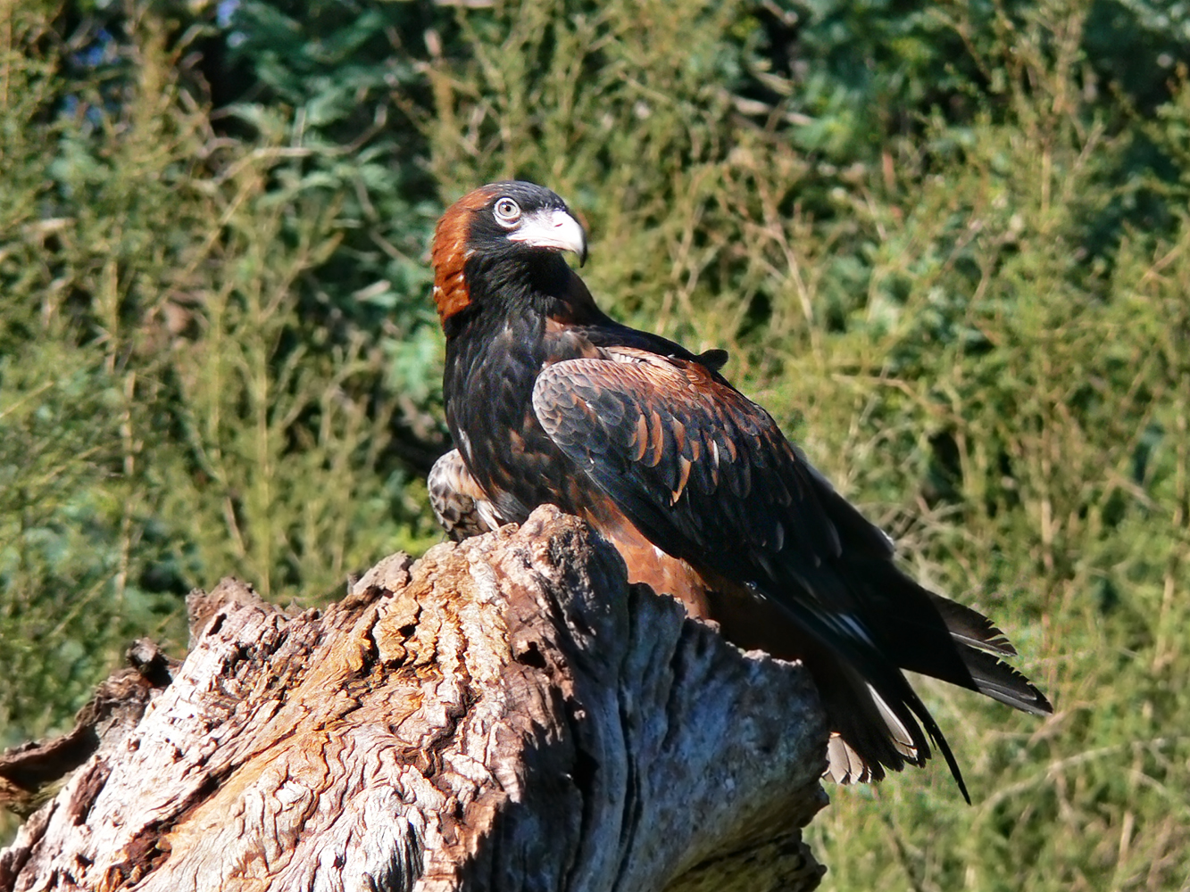 Zwartborstwouw - Hamirostra melanosternon