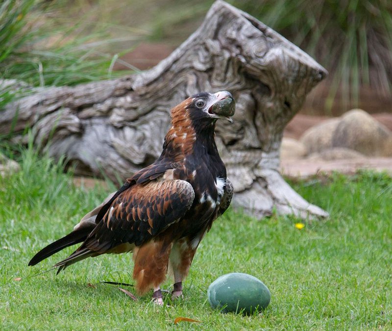 Zwartborstwouw - Hamirostra melanosternon